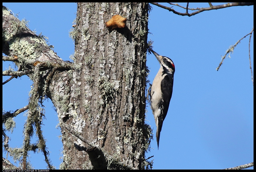 
Hairy Woodpecker - Tilden Park, Berkeley, Ca - February 5, 2016
