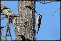 
Hairy Woodpecker - Tilden Park, Berkeley, Ca - February 5, 2016
