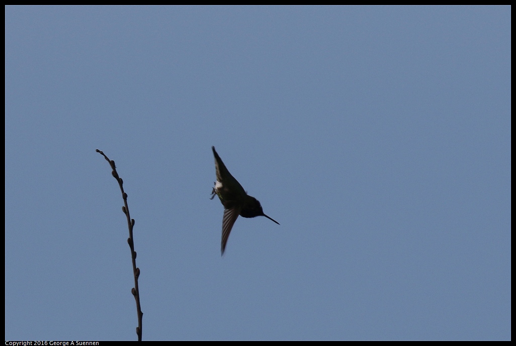 0212-151844-04.jpg - Anna's Hummingbird