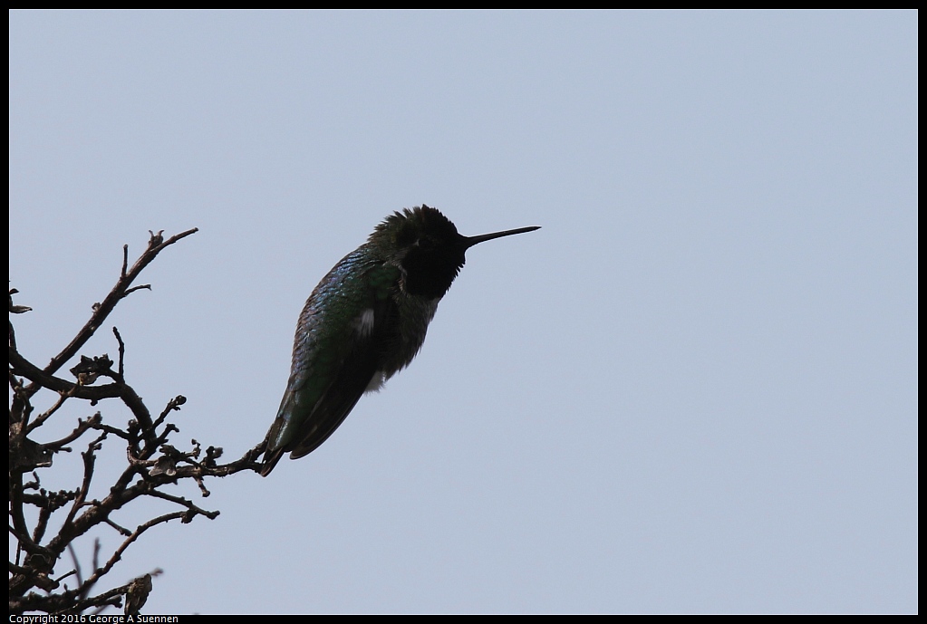 0212-152224-01.jpg - Anna's Hummingbird