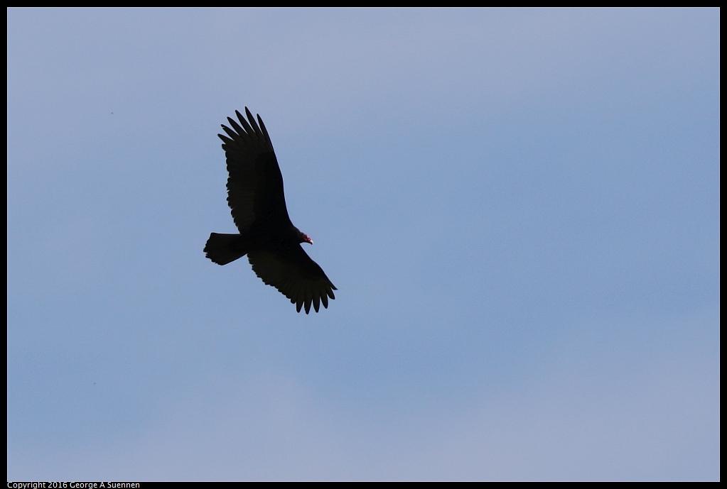 0212-121911-02.jpg - Turkey Vulture