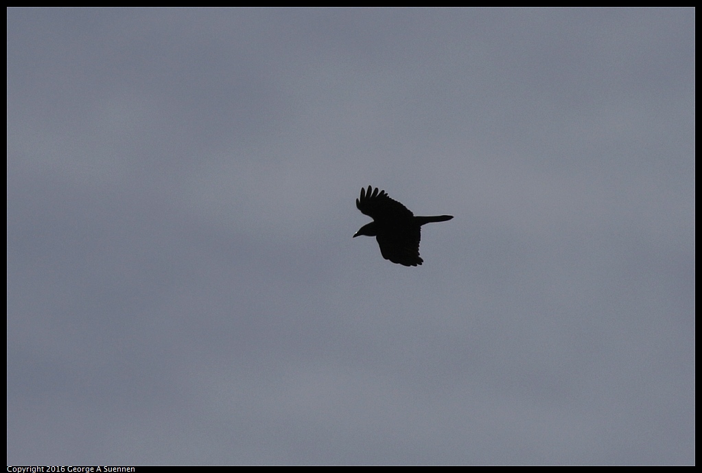0212-121951-03.jpg - American Crow