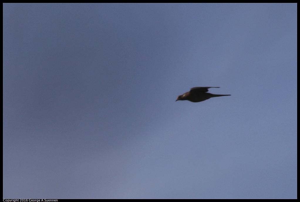 0212-122401-02.jpg - Band-tailed Pigeon