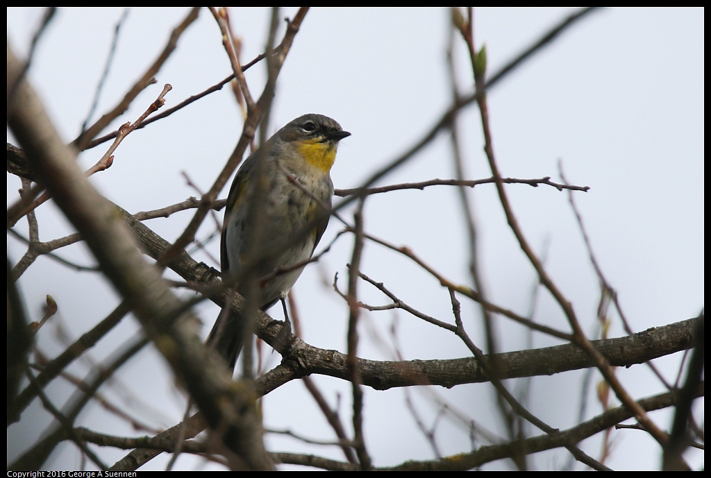 0212-163058-02.jpg - Yellow-rumped Warbler