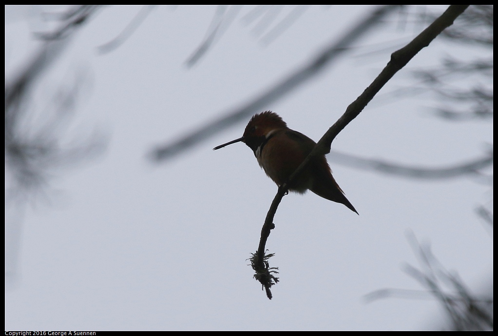 0212-165709-02.jpg - Allen's Hummingbird