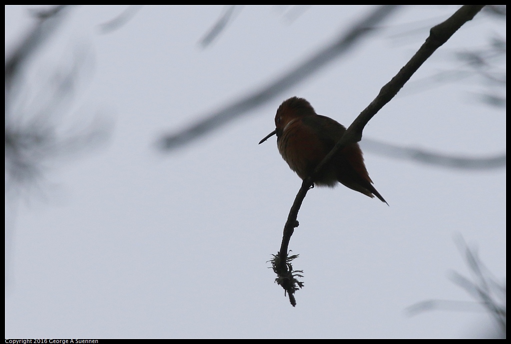 0212-165711-02.jpg - Allen's Hummingbird