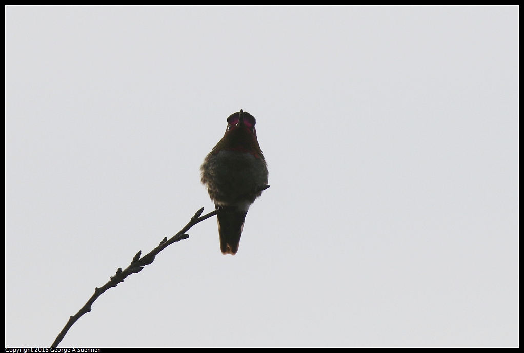 0212-170624-01.jpg - Anna's Hummingbird