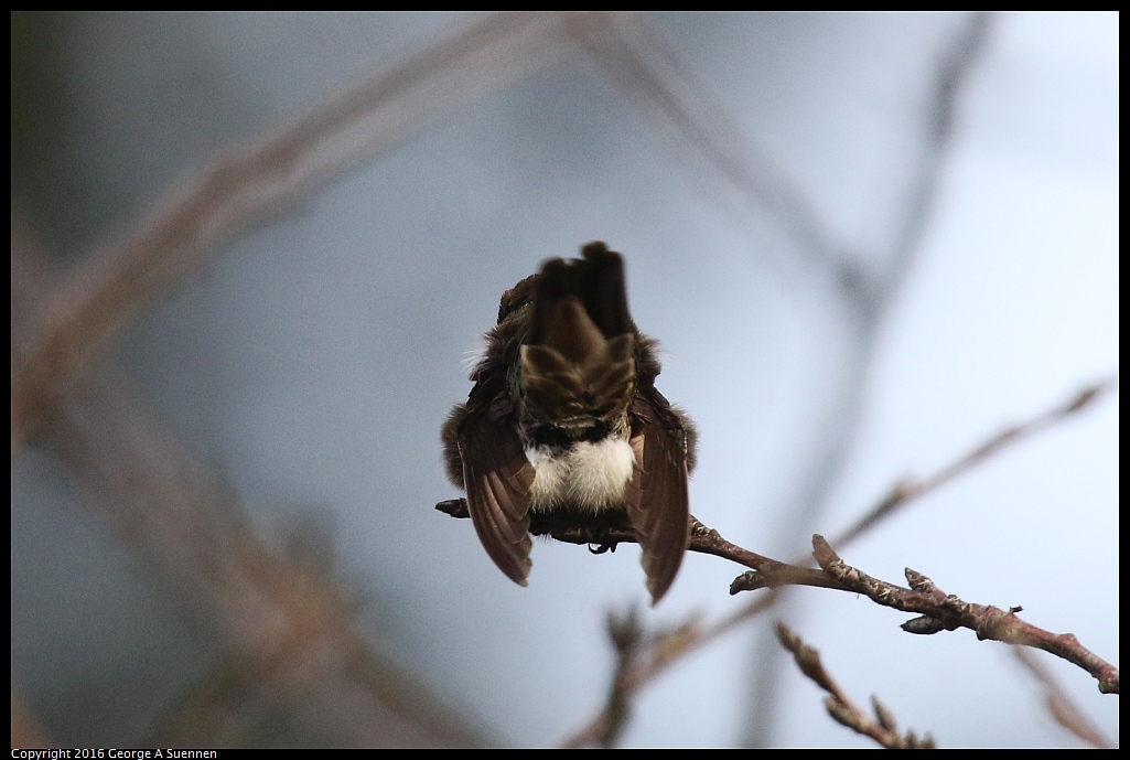 0212-170803-05.jpg - Anna's Hummingbird