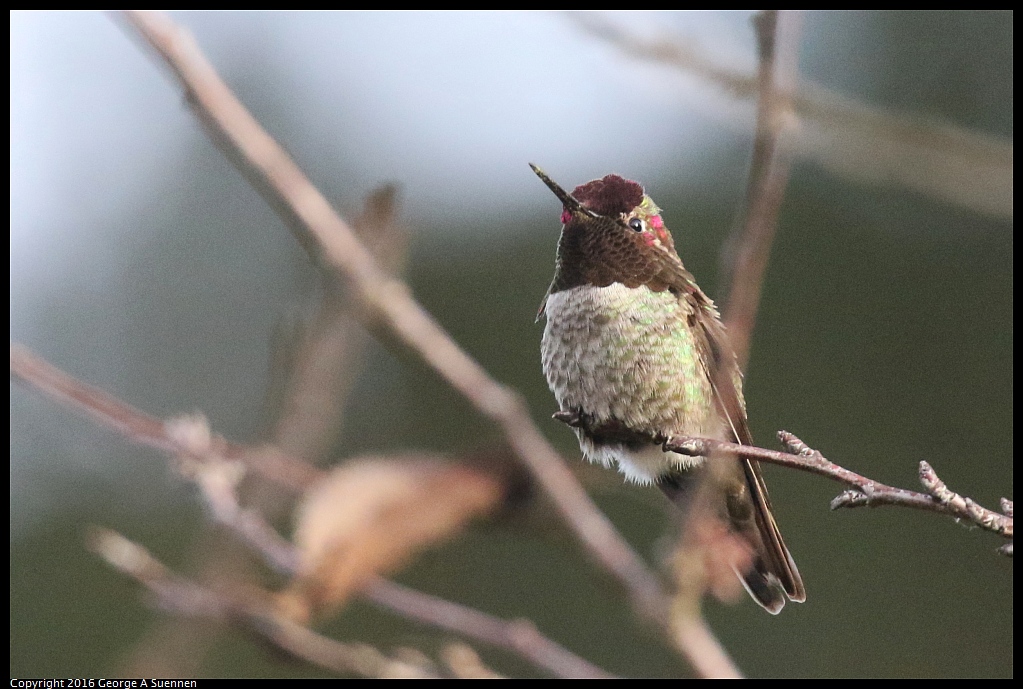 0212-170938-01.jpg - Anna's Hummingbird