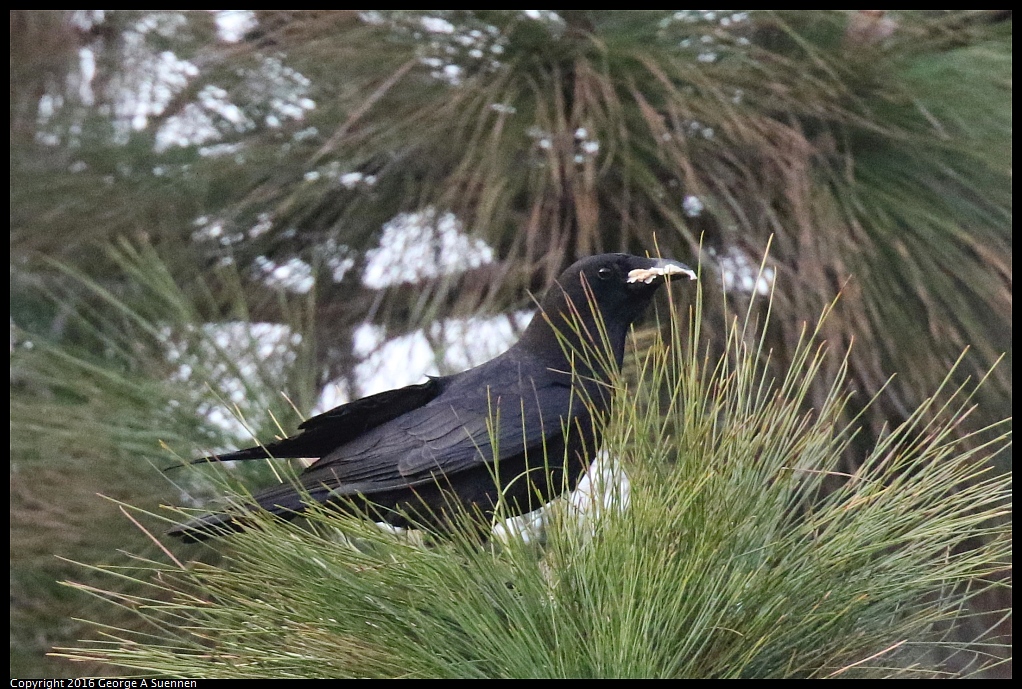 0212-175044-01.jpg - American Crow