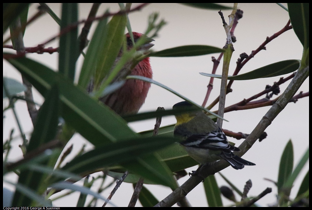0212-175307-01.jpg - Lesser Goldfinch and House Finch