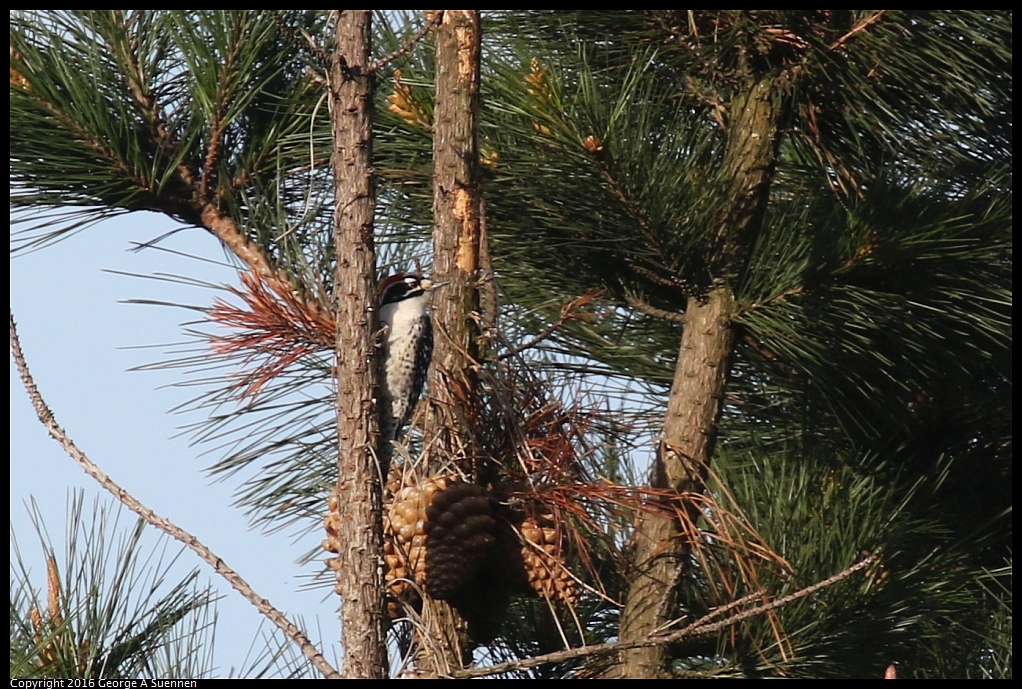 0212-095045-01.jpg - Nuttall's Woodpecker
