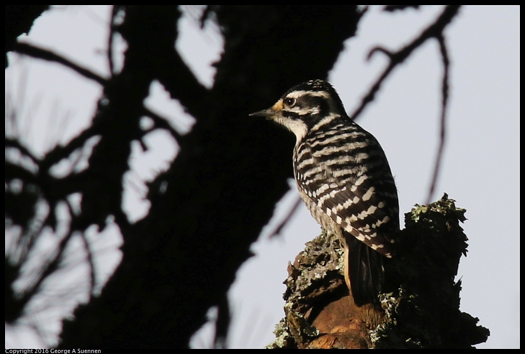0212-095951-02.jpg - Nuttall's Woodpecker