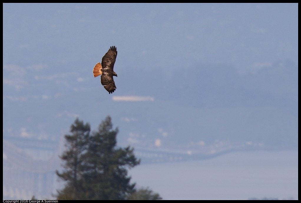 0212-111401-03.jpg - Red-tailed Hawk