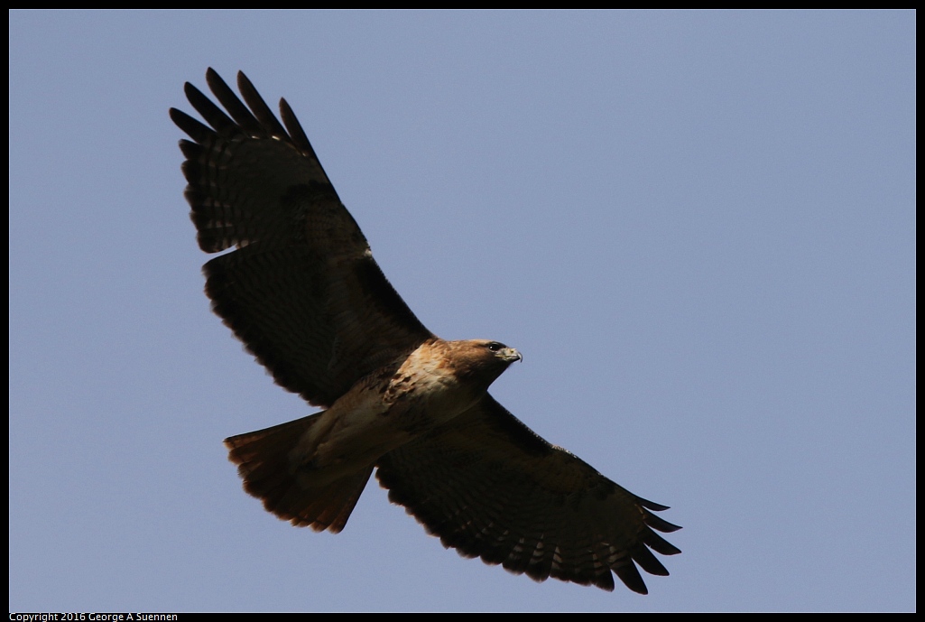 0212-111557-03.jpg - Red-tailed Hawk