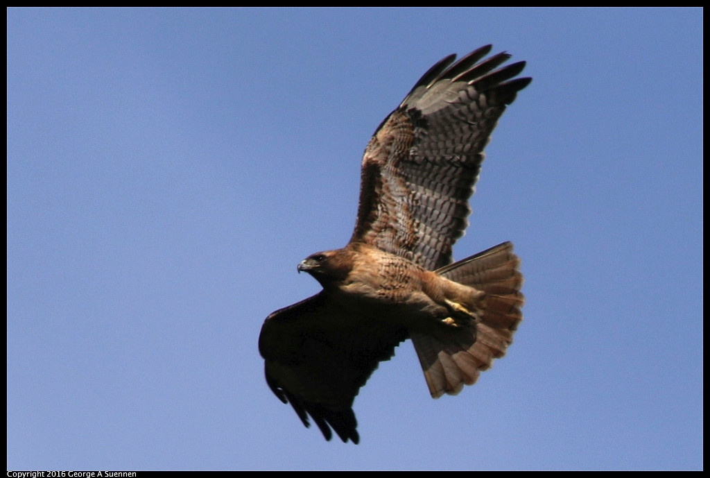 0212-113455-02.jpg - Red-tailed Hawk