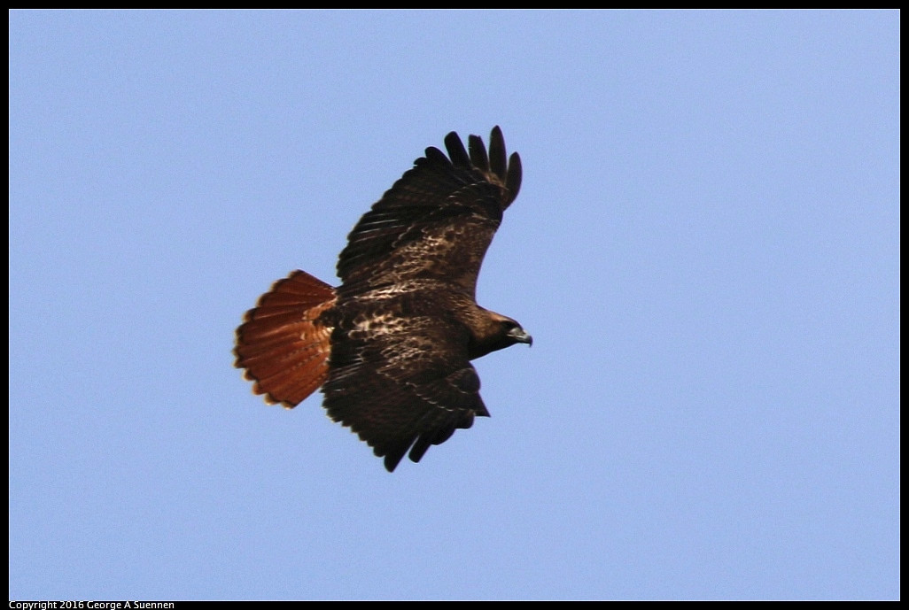 0212-113459-03.jpg - Red-tailed Hawk