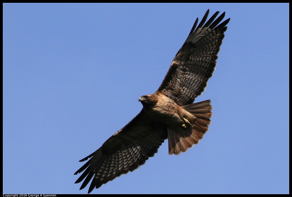 0212-113502-02.jpg - Red-tailed Hawk