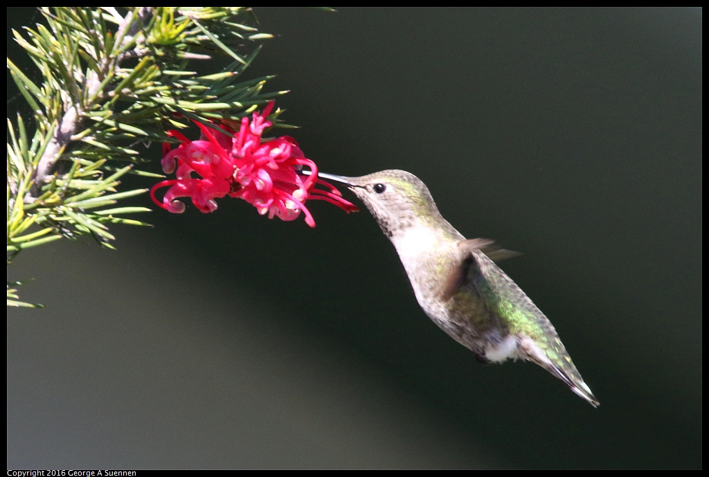 0213-133632-01.jpg - Anna's Hummingbird