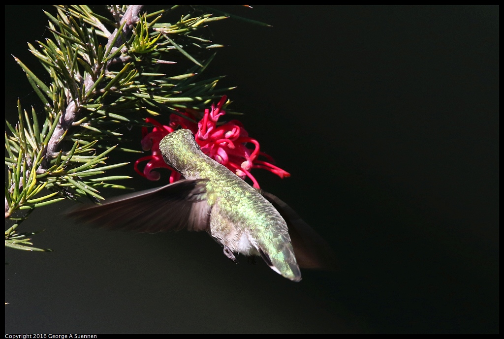 0213-133634-01.jpg - Anna's Hummingbird