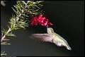 
Anna's Hummingbird - El Cerrito, Ca - February 13, 2016
