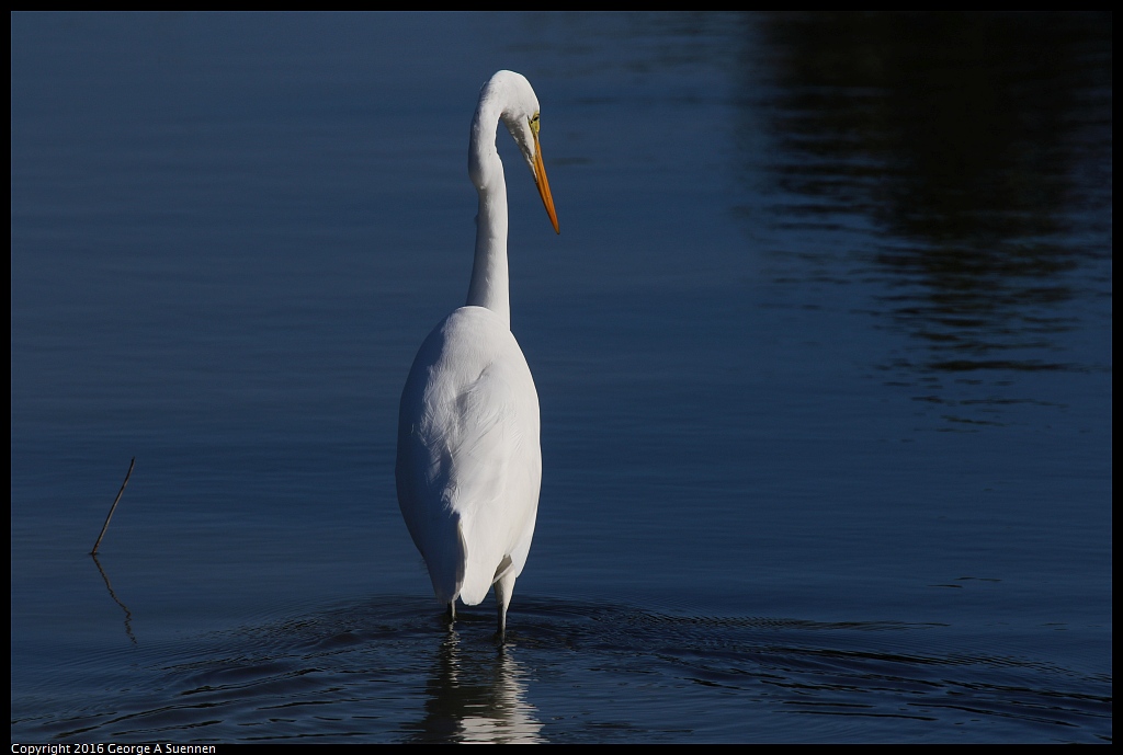 0213-105410-01.jpg - Great Egret