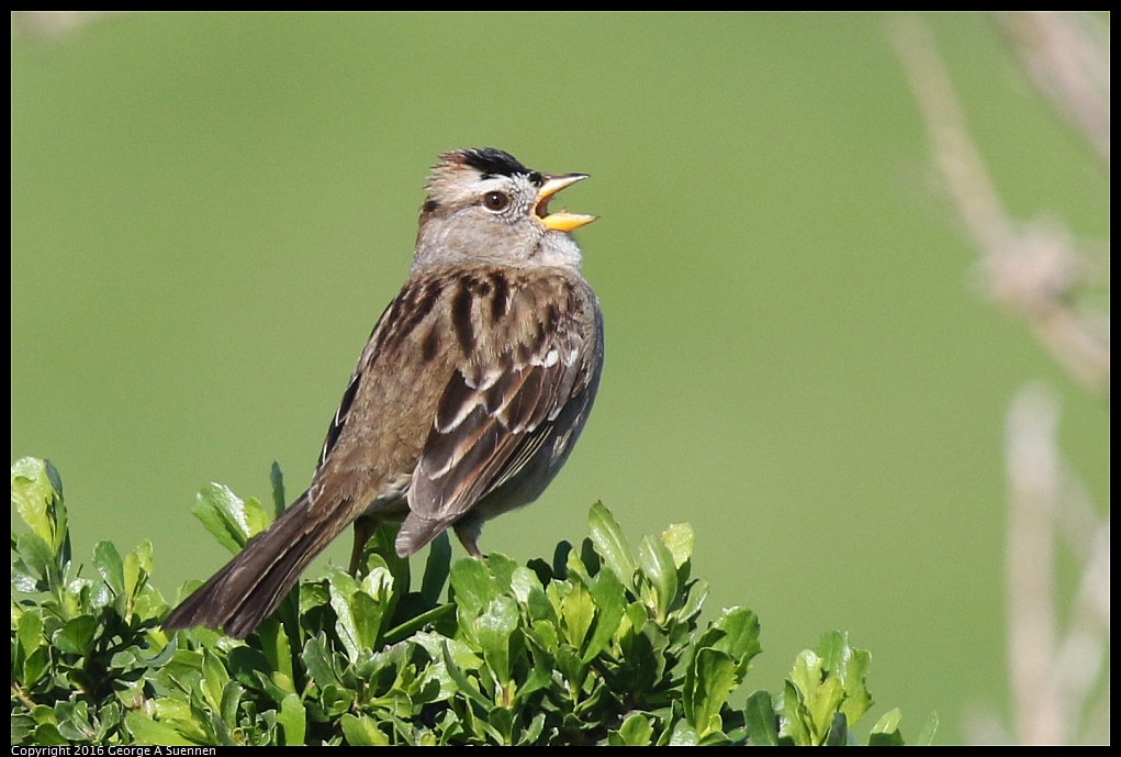 0213-112110-01.jpg - White-crowned Sparrow