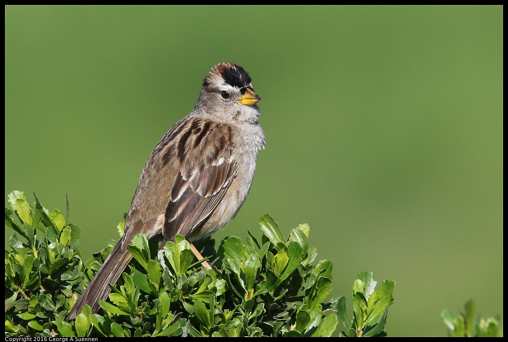 0213-112147-01.jpg - White-crowned Sparrow