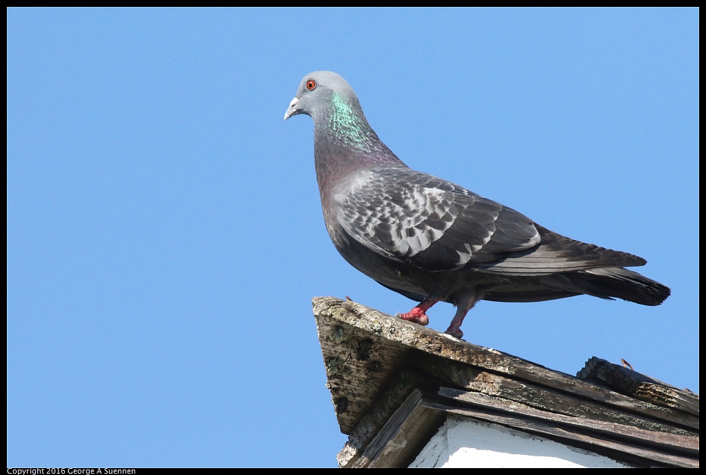 0213-122930-02.jpg - Rock Pigeon