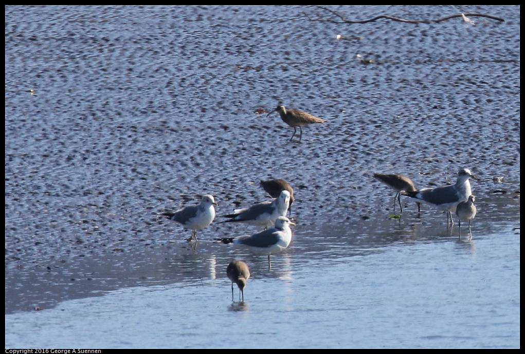 0213-123348-01.jpg - Whimbrel, Gulls and Willets