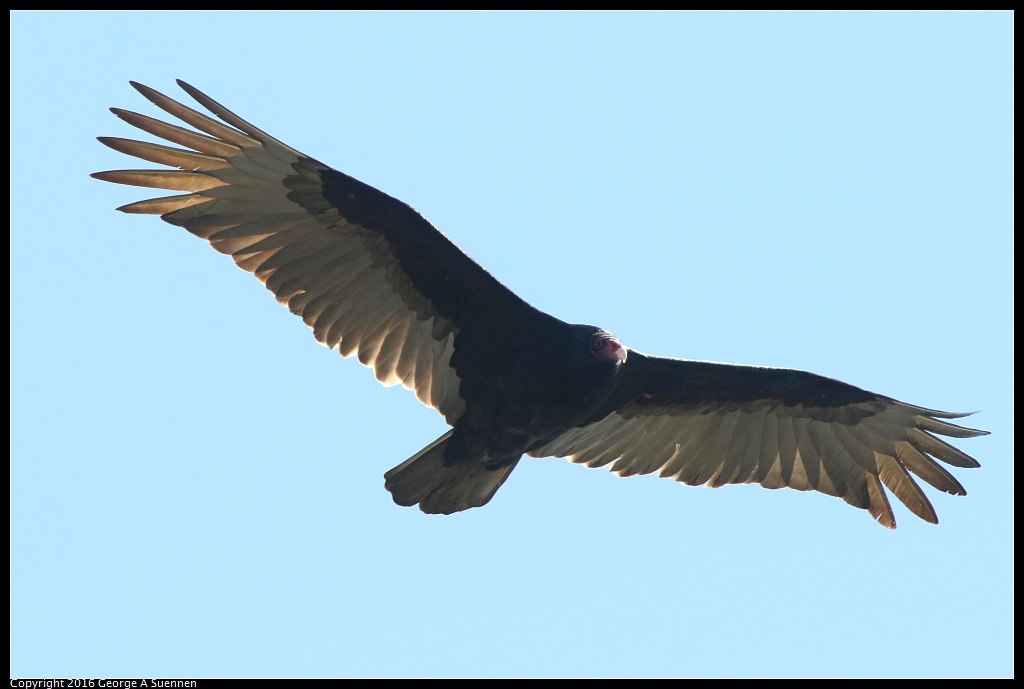 0213-124638-01.jpg - Turkey Vulture