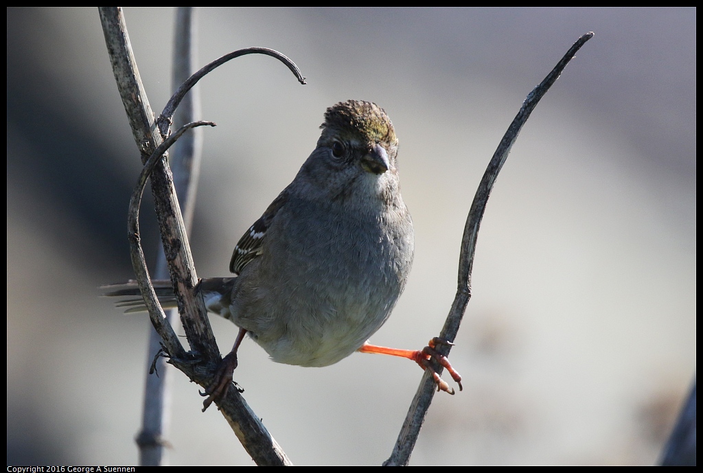 0213-125335-01.jpg - Golden-crowned Sparrow