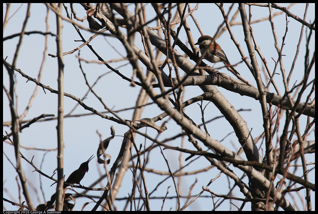 0214-155842-01.jpg - Chestnut-backed Chickadee and Hummingbird
