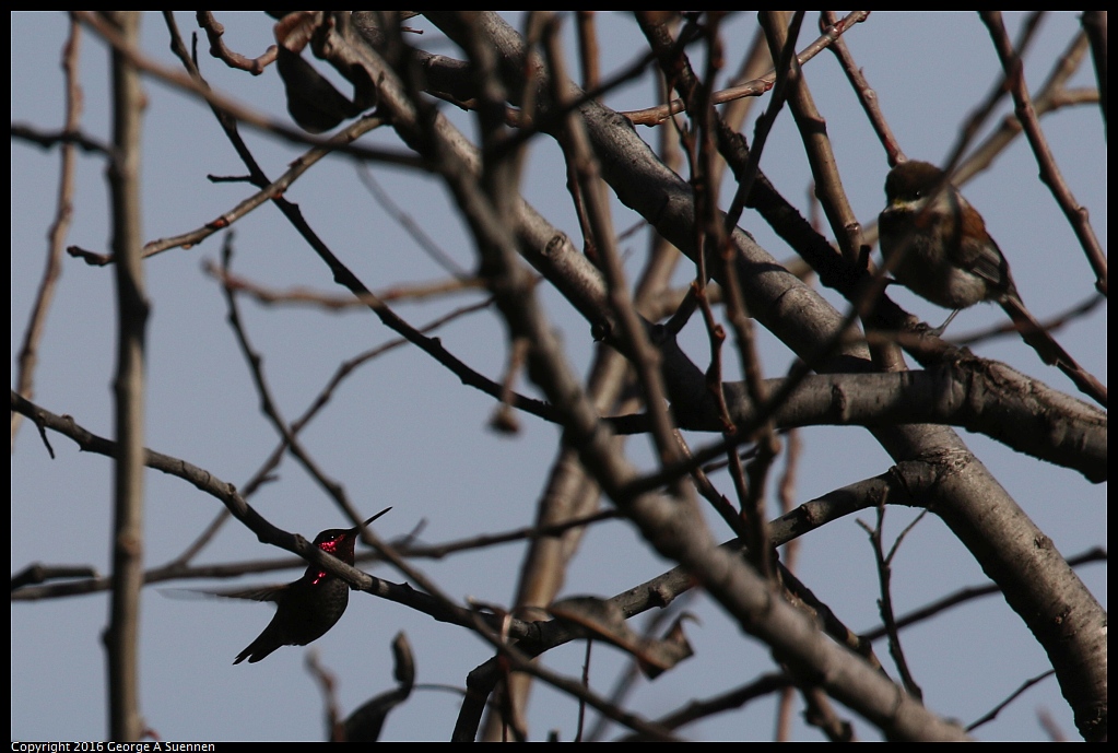 0214-155847-02.jpg - Chestnut-backed Chickadee and Hummingbird