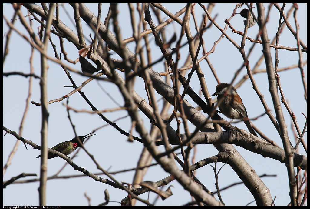 0214-155857-01.jpg - Chestnut-backed Chickadee and Hummingbird