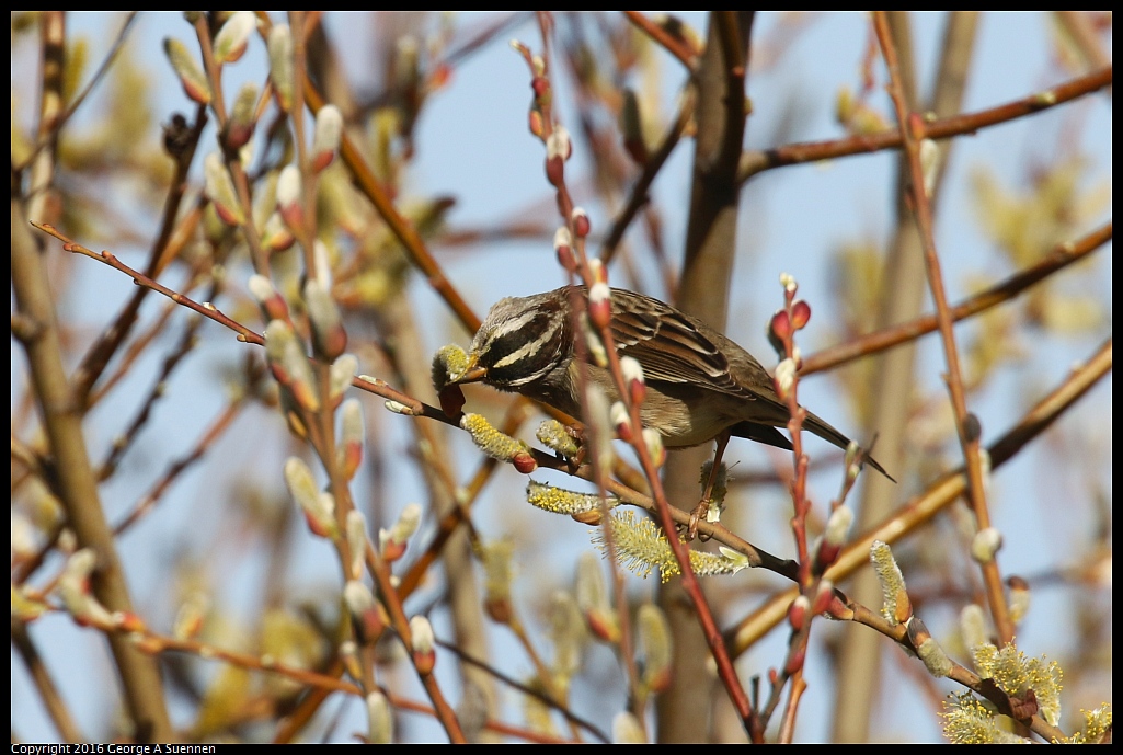 0214-160407-01.jpg - White-crowned Sparrow