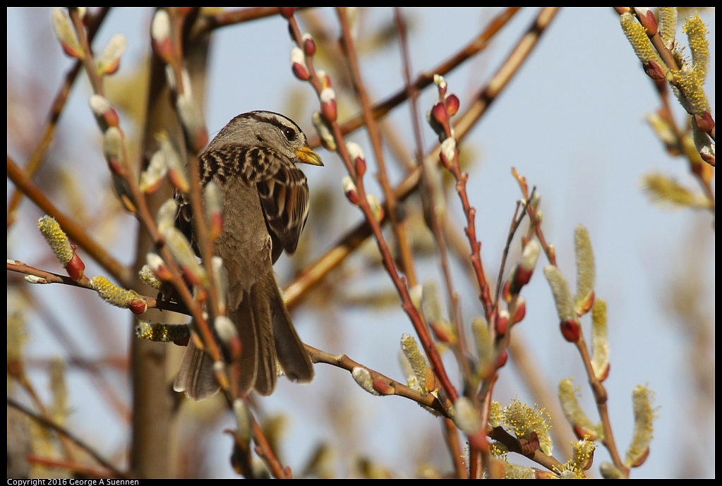 0214-160416-01.jpg - White-crowned Sparrow