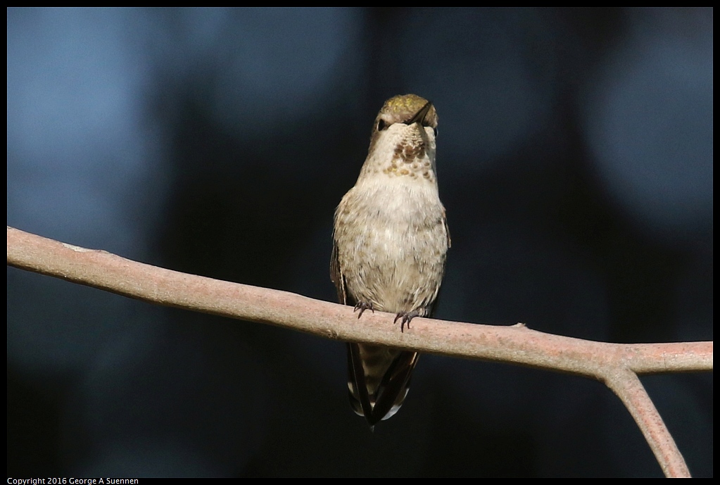 0214-161852-03.jpg - Anna's Hummingbird