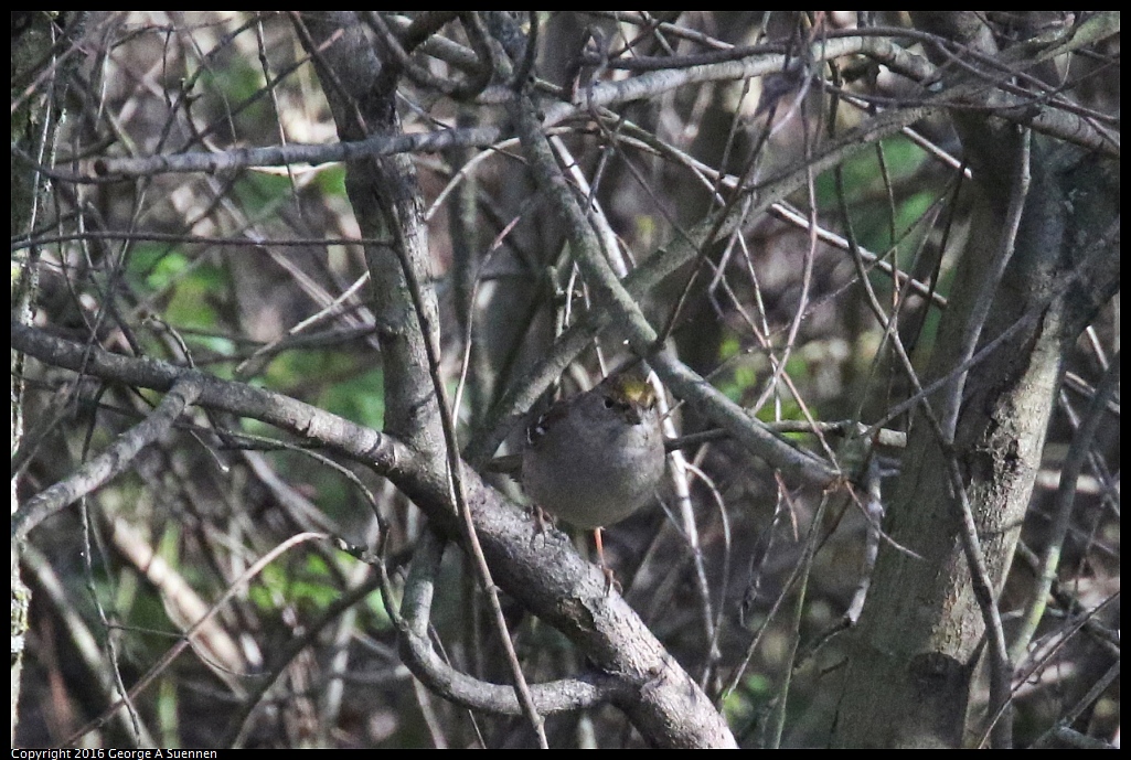0214-162310-02.jpg - Golden-crowned Sparrow