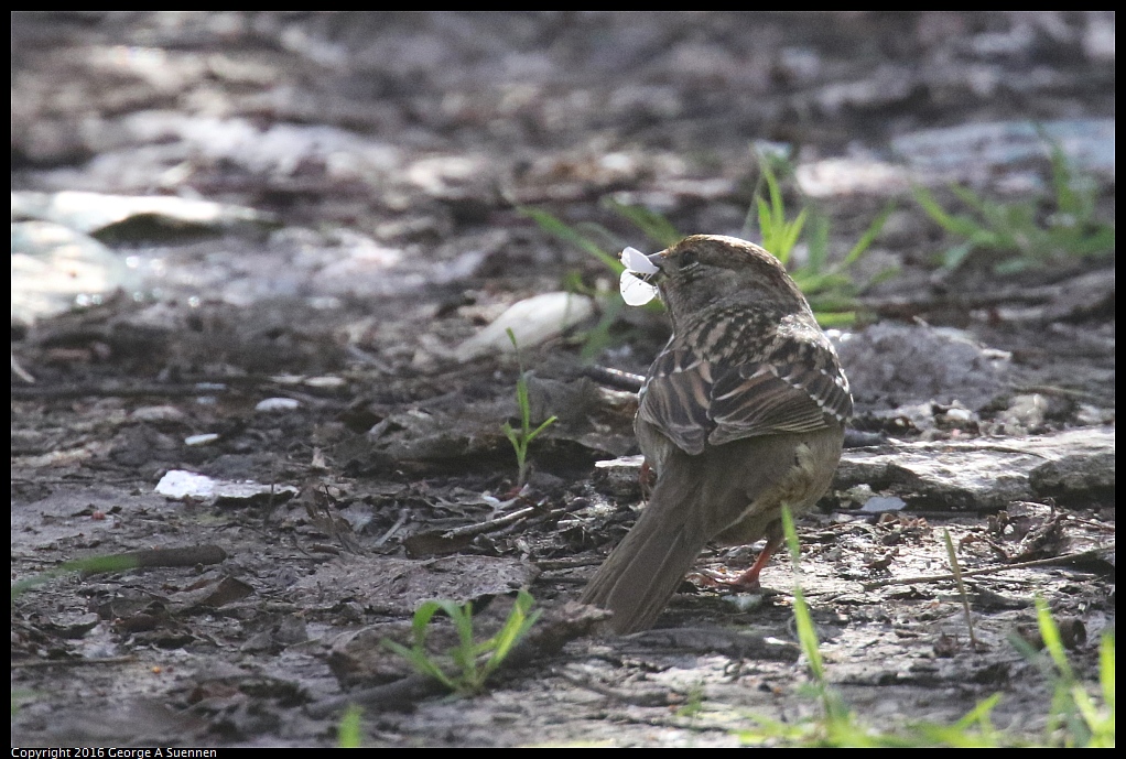 0214-162933-01.jpg - Golden-crowned Sparrow