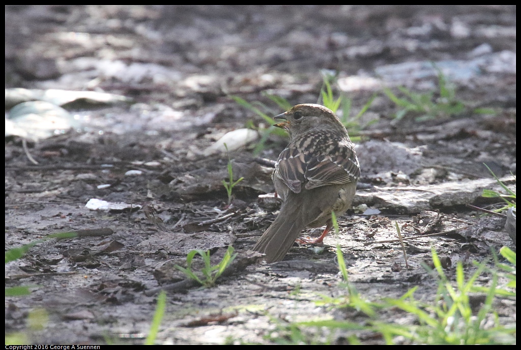 0214-162936-02.jpg - Golden-crowned Sparrow