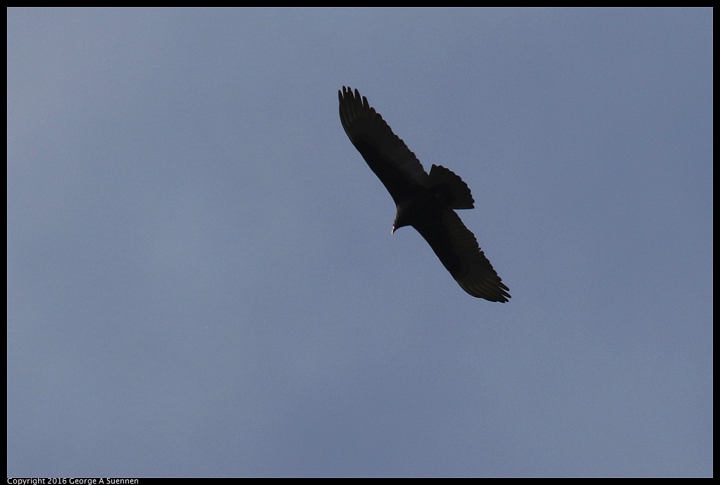 0214-164120-02.jpg - Turkey Vulture