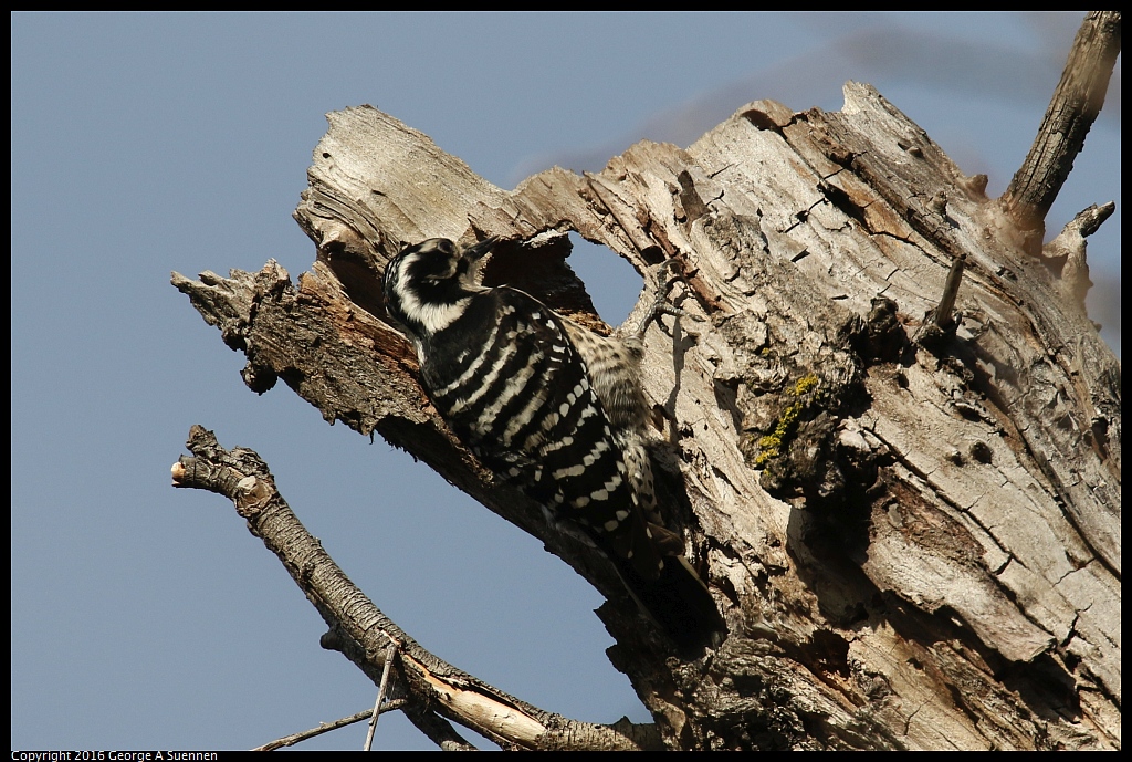 0214-164409-01.jpg - Nuttall's Woodpecker