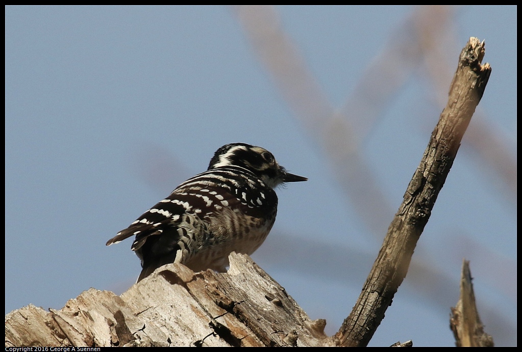 0214-164414-01.jpg - Nuttall's Woodpecker