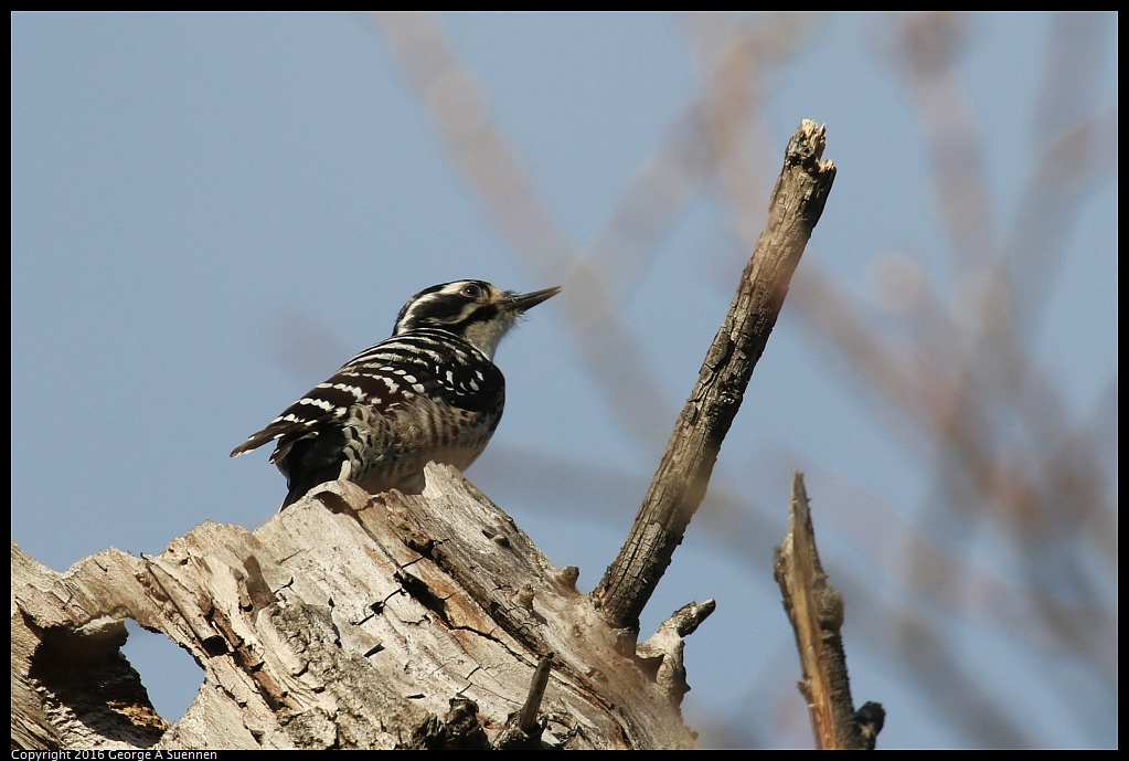 0214-164415-03.jpg - Nuttall's Woodpecker