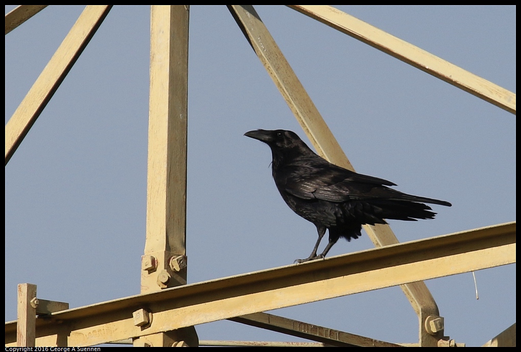 0214-164806-03.jpg - Common Raven