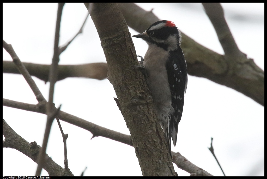0217-102126-01.jpg - Downy Woodpecker