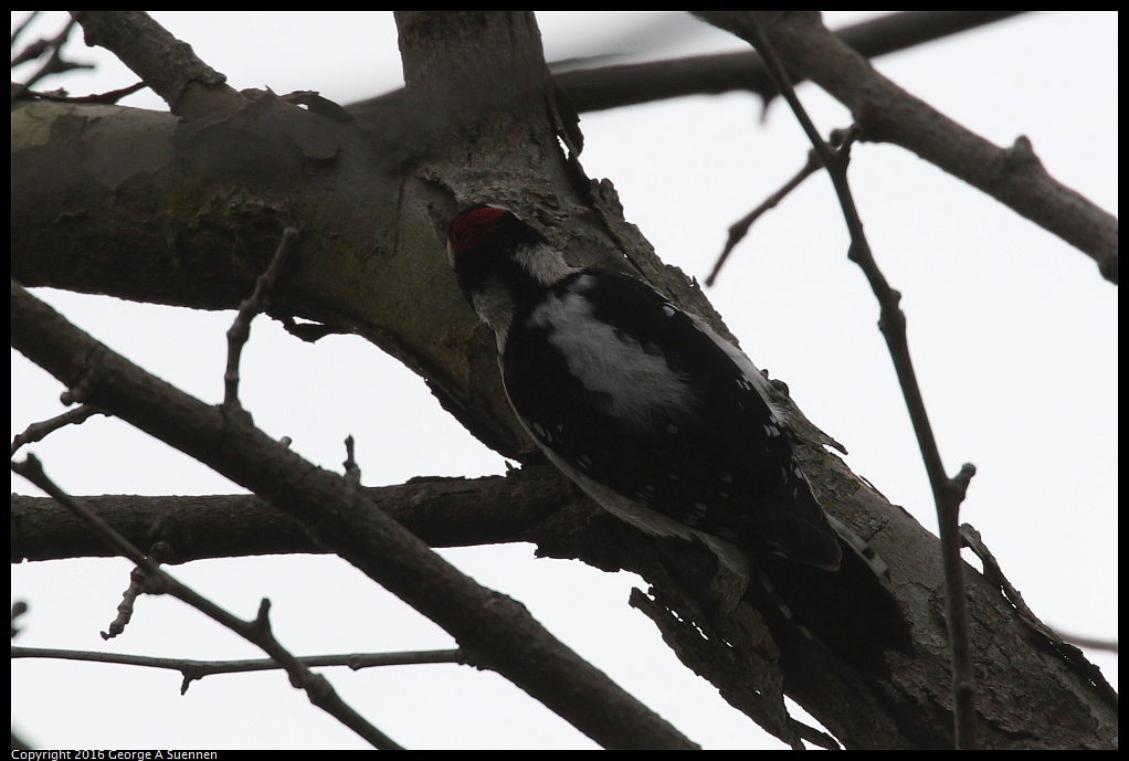 0217-102132-02.jpg - Downy Woodpecker