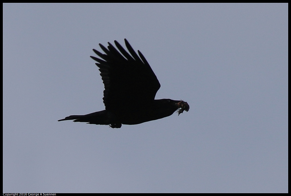 0217-112309-02.jpg - American Crow