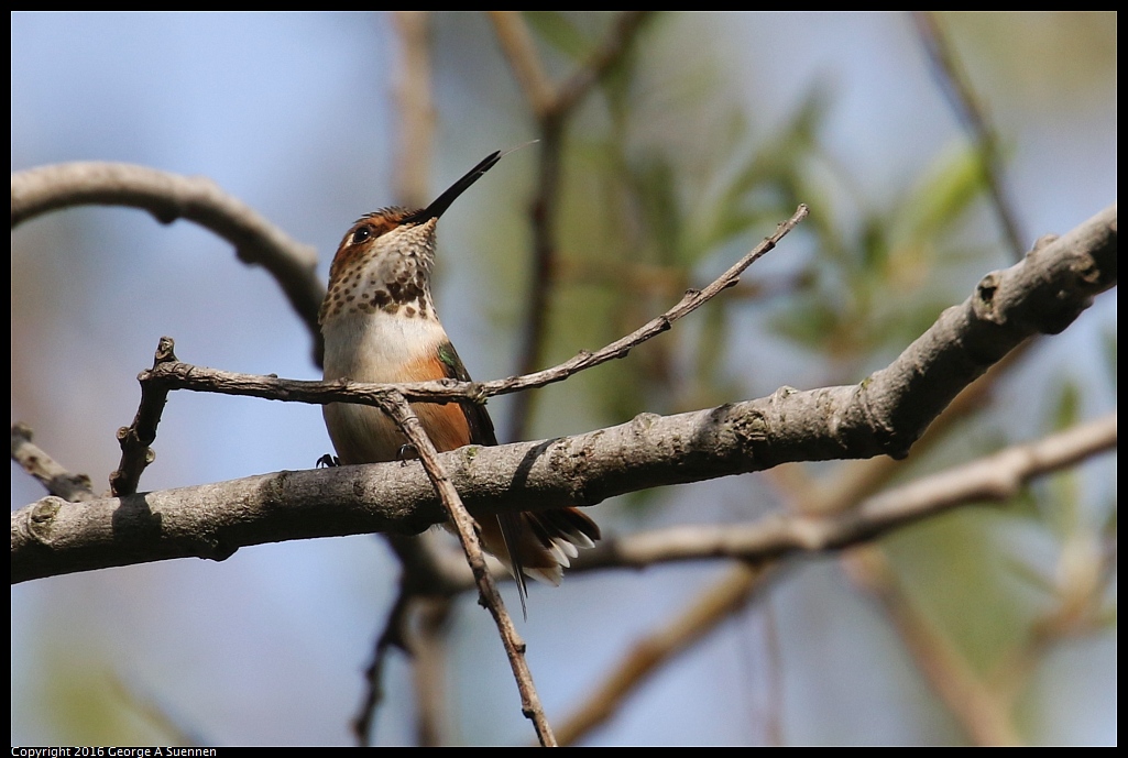 0217-113201-01.jpg - Allen's Hummingbird
